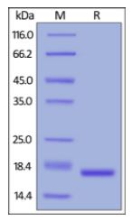 Human IL-1 beta, Tag Free on SDS-PAGE under reducing (R) condition. The gel was stained overnight with Coomassie Blue. The purity of the protein is greater than 95%.